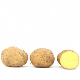 Gunda Kartoffel, mehlig kochend (ähnl. Julinka)