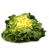 Endivien-Salat, 1 Kopf, Italien