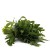 Ruccola, Rauke 100 g, Italien